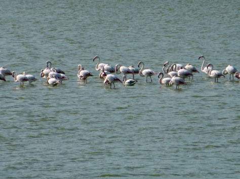 Pink Flamingos in Vendicari 031